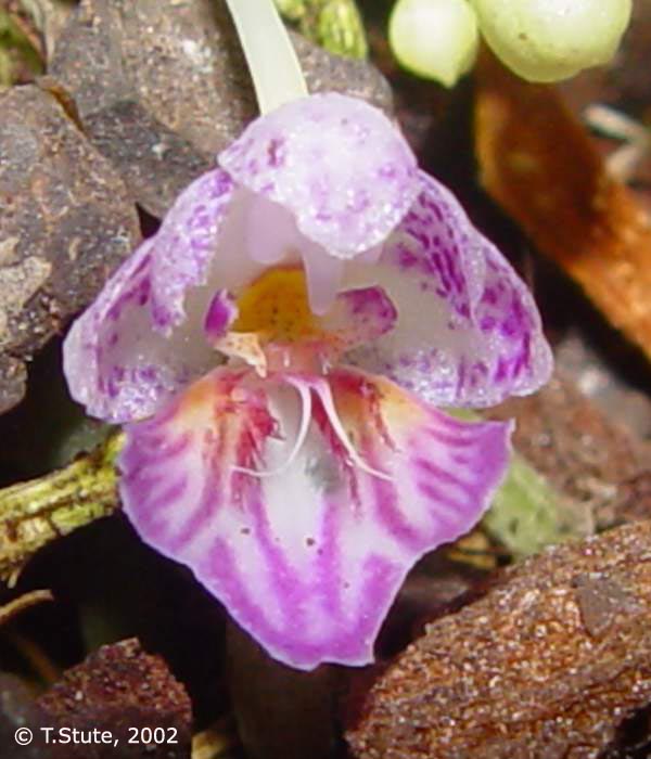 Phal. appendiculata