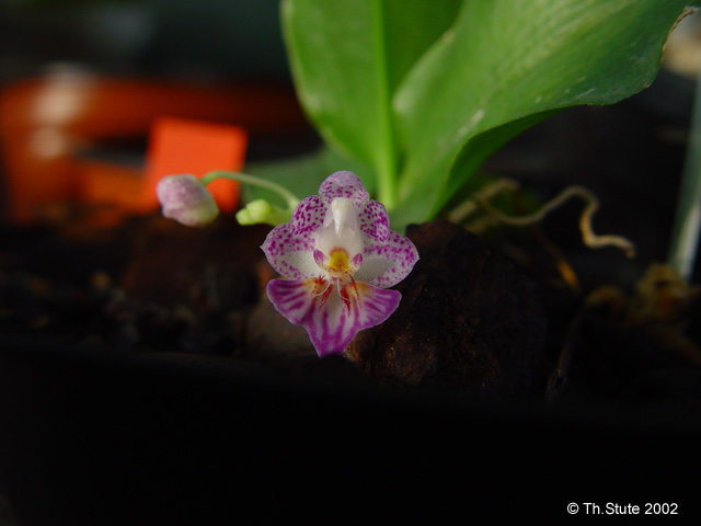 Phal. apendiculata