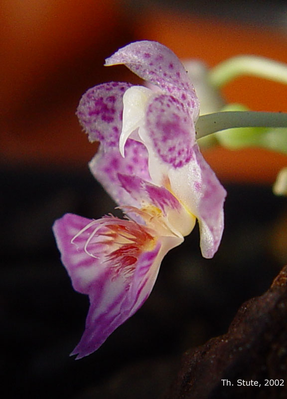Phal. appendiculata