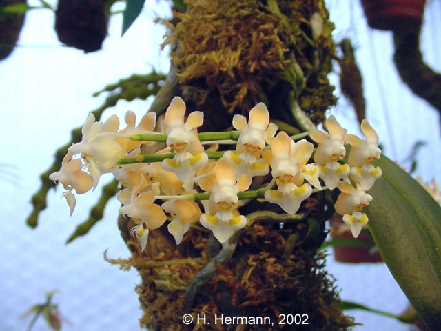 Phal. gibbosa