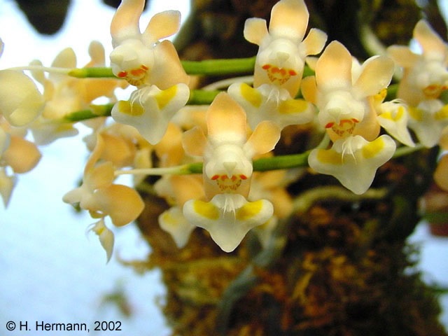 Phal. gibbosa