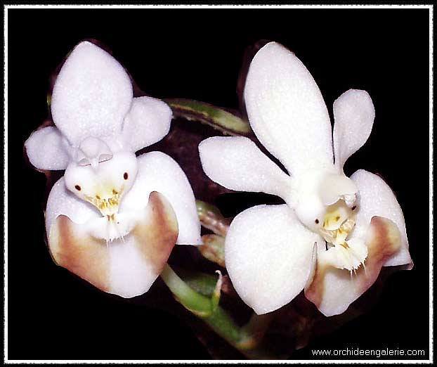 Phal. lobbii