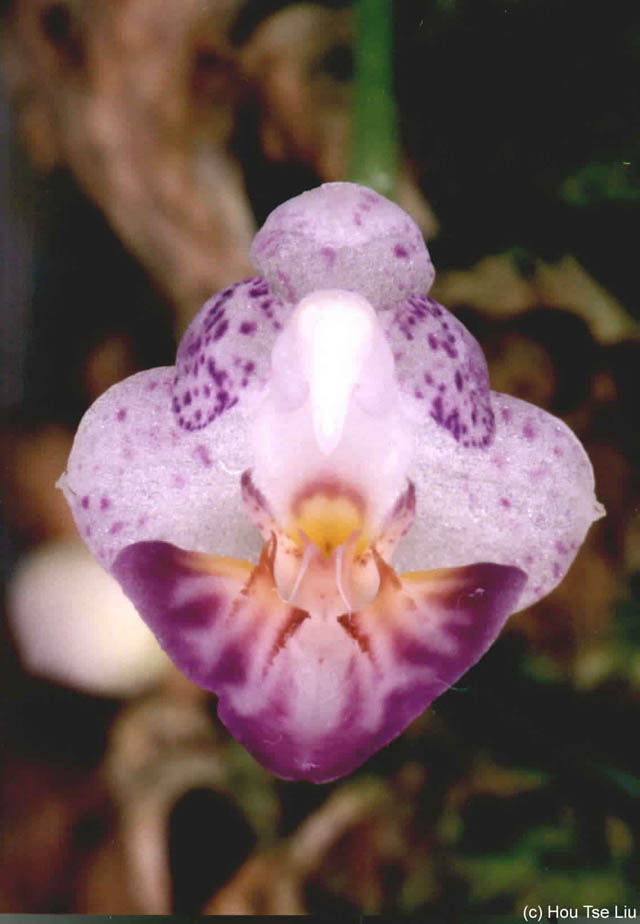 Phal. appendiculata
