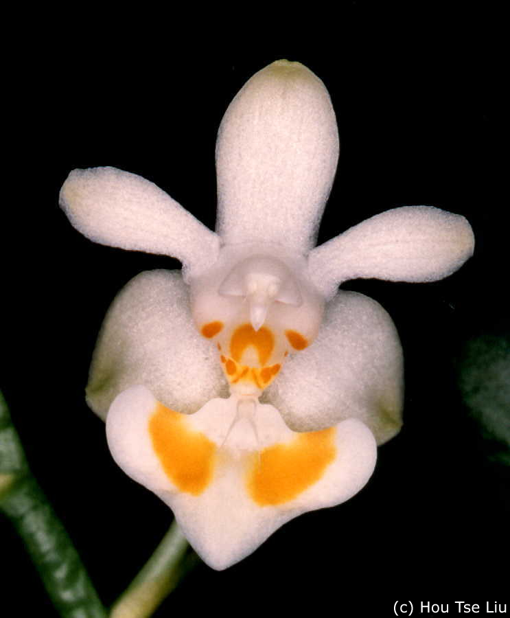 Phal. gibbosa