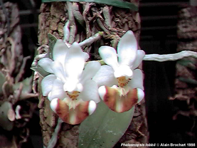 Phal. lobbii