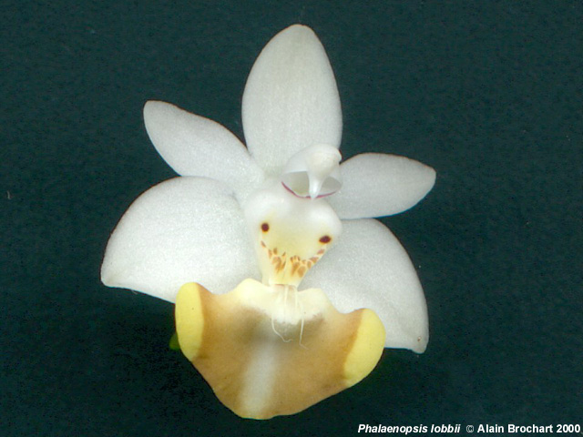 Phal. lobbii f. flava