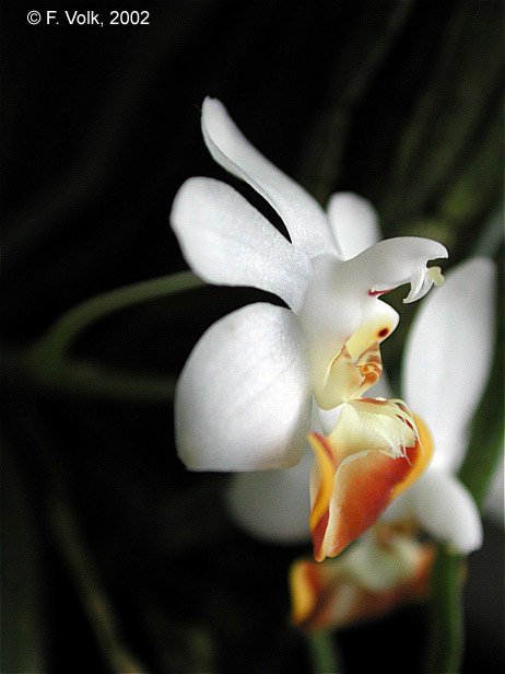Phal. lobbii f. flava