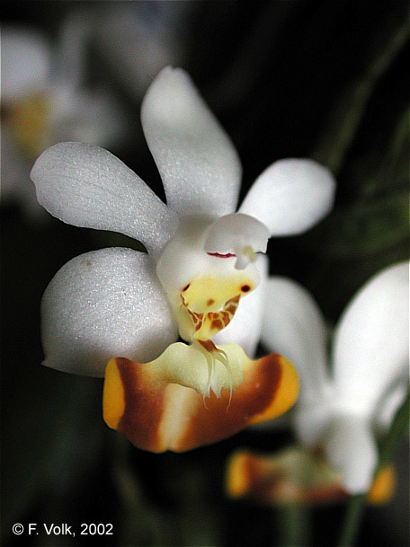 Phal. lobbii f. flava