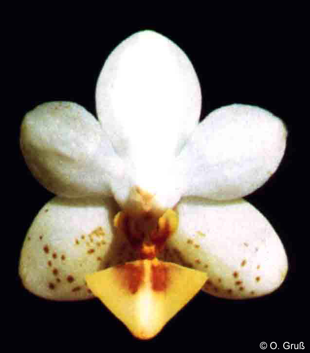 Phal. Gretchen's Parish
