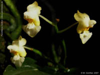 Phal. gibbosa cf alba