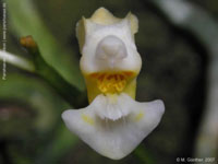 Phal. gibbosa cf alba