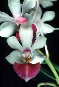 Phalaenopsis Anna-Larati Soekardi by O.Gruss