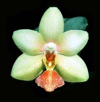 Phalaenopsis Fool's Gold by O.Gruss