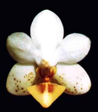 Phalaenopsis Gretchen's Parish by O.Gruss
