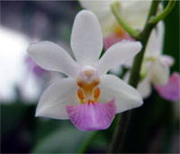 Phalaenopsis Micro Nova x pulcherrima f. alba by Th.Stute