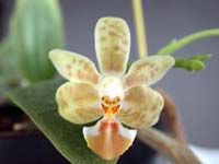 Phalaenopsis Arne Ulfers by W.Apel