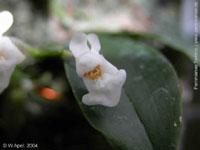 gibbosa f. alba by W. Apel