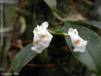 gibbosa f. alba by W. Apel