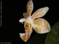 Phalaenopsis Arne Ulfers by W.Apel