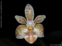 Phalaenopsis Arne Ulfers by W.Apel