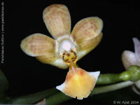 Phalaenopsis Arne Ulfers by W.Apel