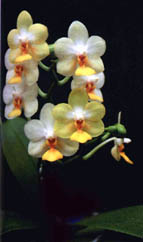 Phalaenopsis Kung's Lob Lawrence  by O.Gruss