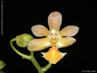 Phalaenopsis Arne Ulfers by W.Apel