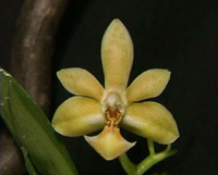 Phalaenopsis Arne Ulfers by W.Apel