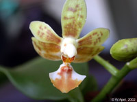 Phalaenopsis Arne Ulfers by W.Apel