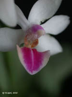 Phalaenopsis Anna-Larati Soekardi by W.Apel